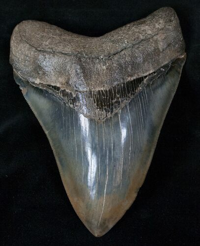 Collector Quality Megalodon Tooth #13272
